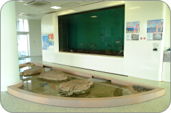展示水槽